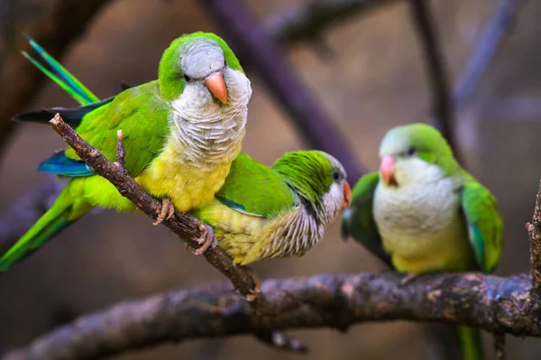 Három színes amazon papagáj ül egy ágon. — Stock Fotó