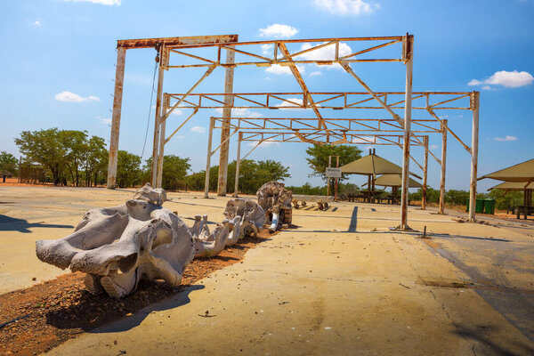 Старый слон на скотобойне в лагере Олифанцрус в национальном парке Этоша, Намибия