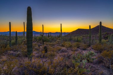 Saguaros ve çöl bitkileri gün batımında King Canyon 'da, Saguaro Ulusal Parkı' nda Tucson, Arizona yakınlarında..