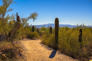 Arizona 'nın Sonoran Çölü' ndeki kaktüs ve çöl bitkileriyle çevrili toprak yolu..