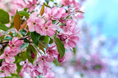 Bahar yeniden doğuşunda elma ağacı. Pembe çiçek arkaplanı