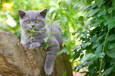 Şirin gri tüylü kedi yavrusu İngiliz soyundan geliyor.