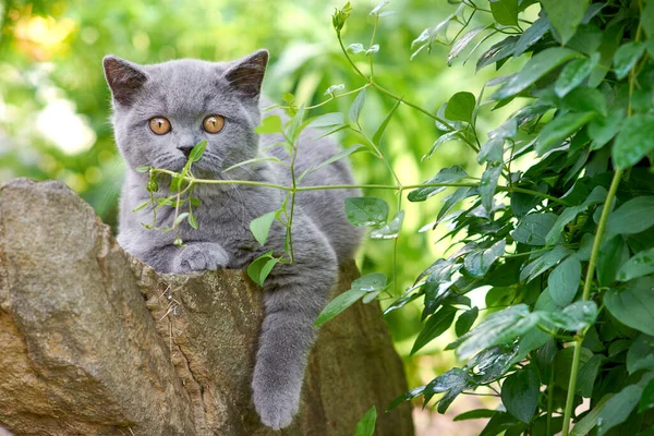 Şirin gri tüylü kedi yavrusu İngiliz soyundan geliyor.