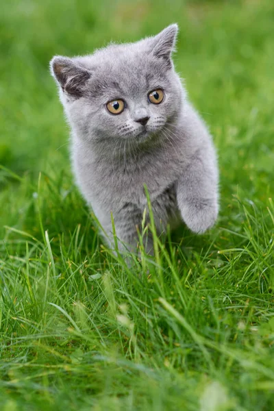 Adorável Gatinho Fofo Cinza Raça Britânica Caminha Livre — Fotografia de Stock