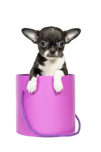 Chihuahua Cute Little Puppy Zerkając Różowego Pudełka Prezent Urodzinowy Izolowany — Zdjęcie stockowe