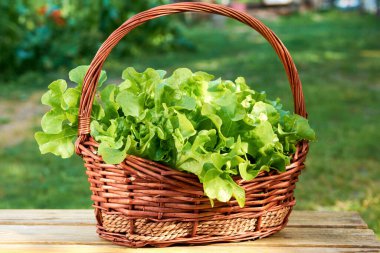 Yeşil meşe, buzdağı marulu, yeşil yapraklı marul. Salata, sebze ve sebze yaprakları sepette. Mini bir çiftlikte yetişen taze organik bitkiler.