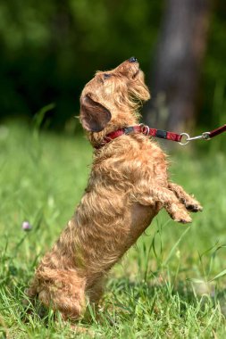 Dachshund köpeği arka ayakları üzerinde oturur ve sahibinden parkta yürüyüş yapmasını ister.