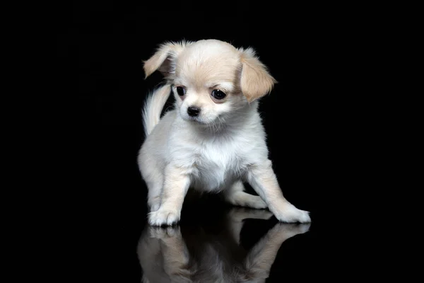 Korkak bir Chihuahua köpeğinin izole edilmiş siyah arka planda kaygan bir zemine baktığı komik bir portre.