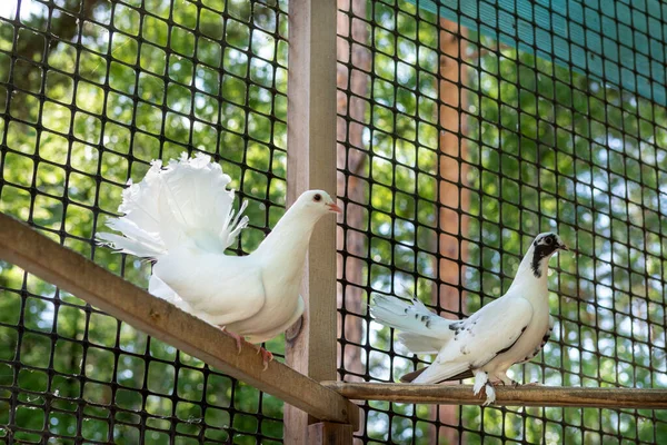 Çatı katındaki güvercinler. Evcil güvercinlerin yırtıcı kuşlardan korunması