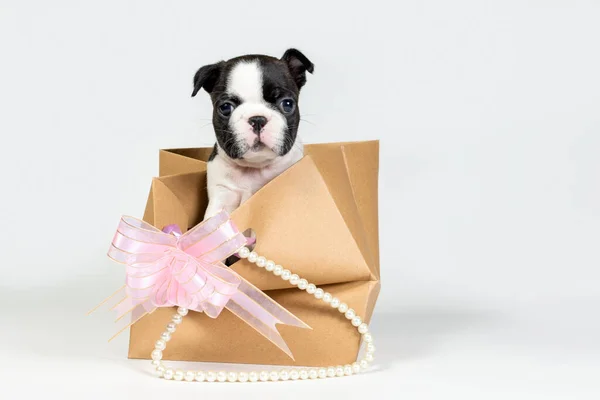 Um filhote de cachorro engraçado Boston Terrier olha para fora de um saco em um fundo cinza. O conceito de presentes e embalagens ecológicas . — Fotografia de Stock