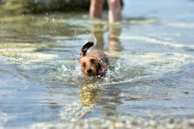 Köpek gölde yüzdükten sonra sudan kurtulur. Köpek cins tel saçlı Dachshund kırmızısı.