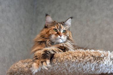 Evcil bir kedinin portresi. Dairesinde Maine Rakunu renkli kekler var.