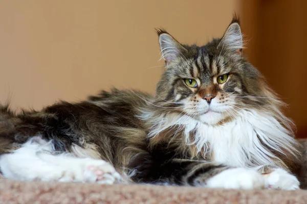 Portrait d'un grand chat domestique du Maine Coon sur le canapé — Photo