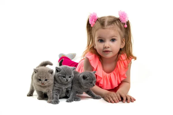 Cheerful Little Girl Playing British Kittens Isolated White Background Stock Photo