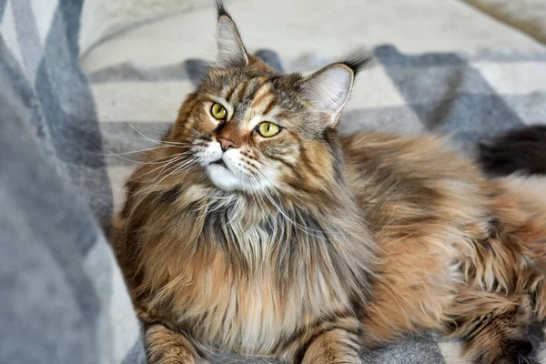 Portrait of a domestic cat of the Maine Coon breed color torti on the sofa — Stock Photo, Image