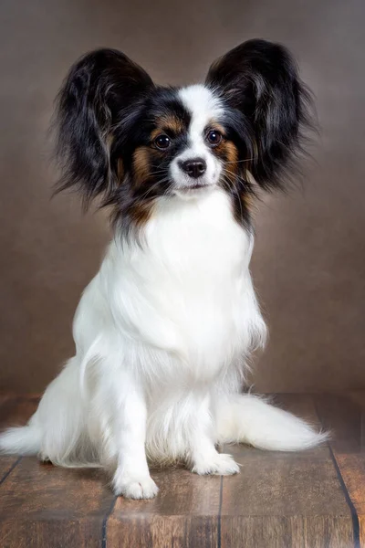 Porträtt av en Papillon hund i närbild på en brun bakgrund — Stockfoto