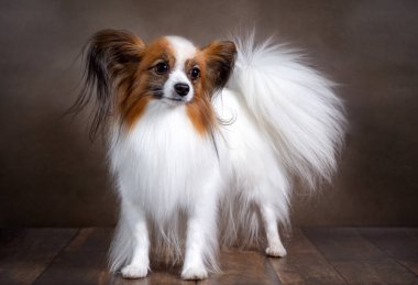 Karanlık bir arka planda Papillon köpeğinin çekimleri.