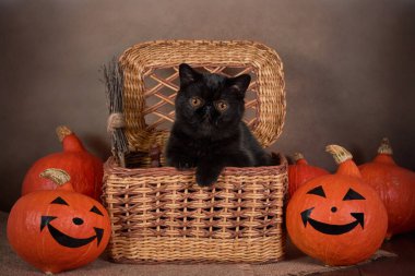 Kara kedi, içinde turuncu bir balkabağı olan sepetin içindeki cadılar bayramı sembolü.
