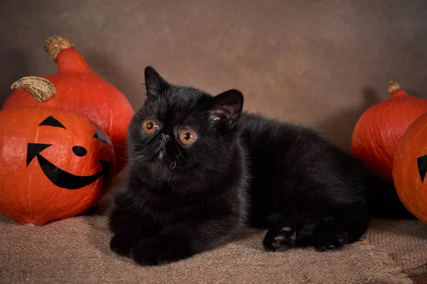 Black cat breed exotic with Halloween pumpkin on brown background. — Stock Photo, Image