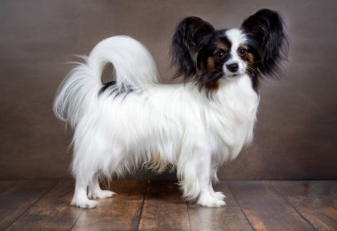 Koyu arkaplanda beyaz bir Papillon köpeğinin stüdyo fotoğrafı.