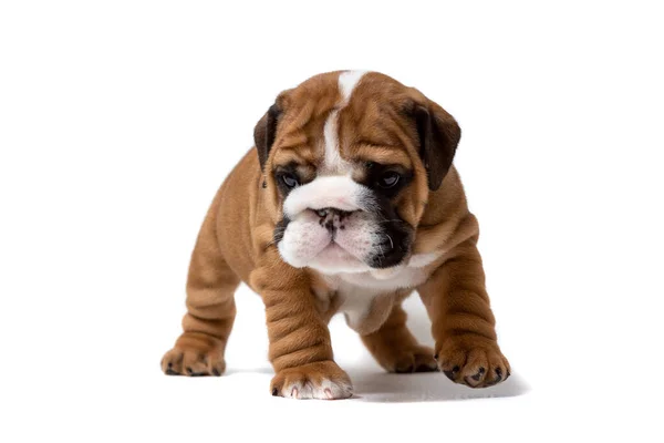 Aranyos Angol Bulldog Kiskutya Áll Egyenesen Nézi Kamera Elszigetelt Fehér — Stock Fotó