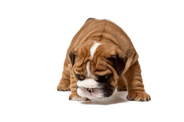 Bonito Inglês Bulldog Cachorro Cabeça Para Baixo Isolado Fundo Branco — Fotografia de Stock