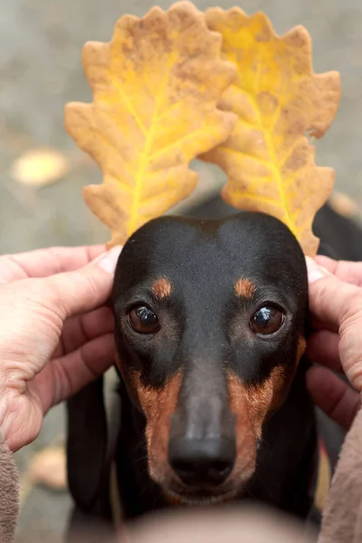 Mãos humanas segurar folhas de outono perto das orelhas de um cão Dachshund — Fotografia de Stock