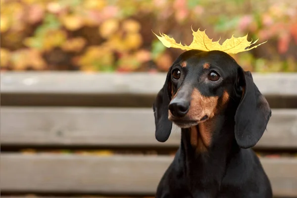 Retrato de um cão Dachshund com uma folha de bordo de outono na cabeça — Fotografia de Stock