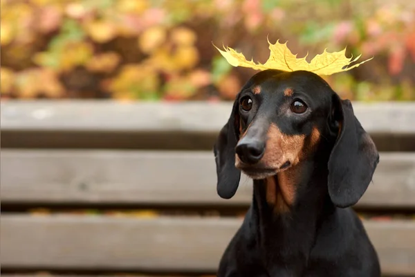 Kafasında sonbahar akçaağaç yaprağı olan bir Dachshund köpeği portresi