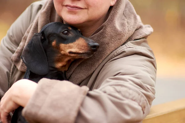 Sonbahar ormanında yürüyüşe çıkmış yetişkin bir kadın Dachshund köpeğine sarılıyor..