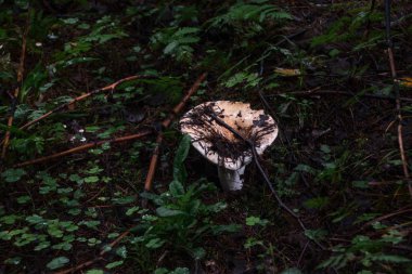 Ormanda mantarlar. Yağmurdan sonra orman. Doğa. Doğal natürmort. Mantar. Flora. Arka plan. Soyutlama. Yaprakların ve dalların altında mantarları saklayan.