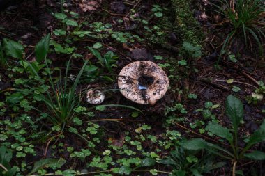 Ormanda mantarlar. Yağmurdan sonra orman. Doğa. Doğal natürmort. Mantar. Flora. Arka plan. Soyutlama. Yaprakların ve dalların altında mantarları saklayan.