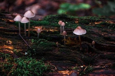 Ormanda mantarlar. Yağmurdan sonra orman. Doğa. Doğal natürmort. Mantar. Flora. Arka plan. Soyutlama. Yaprakların ve dalların altında mantarları saklayan.