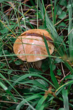 Ormanda mantarlar. Yağmurdan sonra orman. Doğa. Doğal natürmort. Mantar. Flora. Arka plan. Soyutlama. Yaprakların ve dalların altında mantarları saklayan.