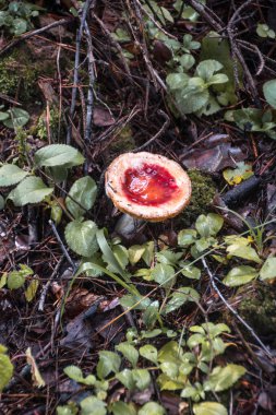 Ormanda mantarlar. Yağmurdan sonra orman. Doğa. Doğal natürmort. Mantar. Flora. Arka plan. Soyutlama. Yaprakların ve dalların altında mantarları saklayan.