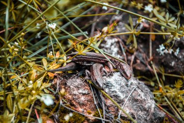Kertenkeleler güneşte güneşlenin. Kertenkele. Orman. Taş. Doğa. Rusya ormanı. Sürüngen -ler. Yaz günleri. Arka plan. Sıcak bir taş üzerinde kertenkele bir çift.