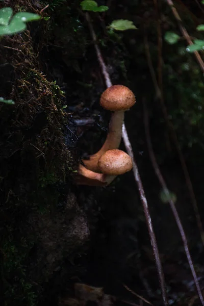 森林里的蘑菇 雨后森林 自然静物 在树叶和树枝下藏着蘑菇 — 图库照片