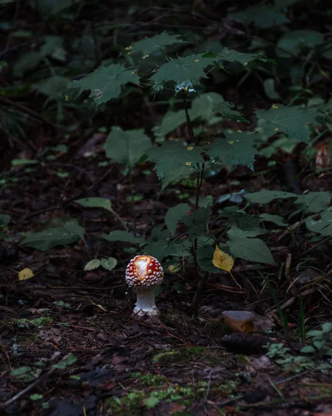 Paddestoelen Het Bos Bos Regen Aard Natuurlijk Stilleven Paddestoelen Flora — Stockfoto