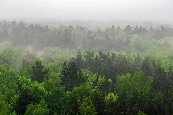 Uma Encosta Montanhosa Arborizada Uma Nuvem Baixa Com Árvores Coníferas — Fotografia de Stock