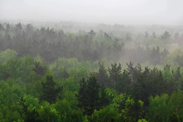 Vista Floresta Nevoeiro Uma Altura Horizonte Entra Num Nevoeiro Floresta — Fotografia de Stock