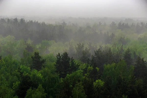 Μια Δασώδη Πλαγιά Βουνού Ένα Χαμηλό Σύννεφο Αειθαλή Κωνοφόρα Δέντρα — Φωτογραφία Αρχείου
