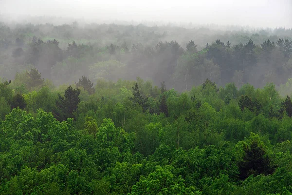 Metsäinen Vuorenrinne Matalassa Pilvessä Jossa Ikivihreitä Havupuita Sumun Peitossa Viehättävässä — kuvapankkivalokuva