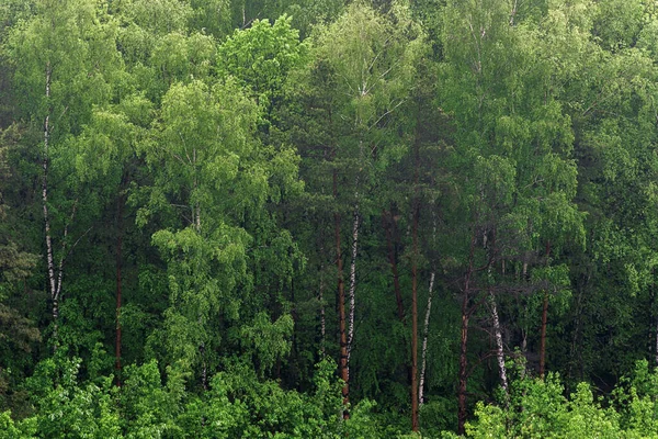 Sisin Içindeki Ormanın Manzarası Yükseklikten Ufuk Sise Karışıyor Karışık Orman — Stok fotoğraf