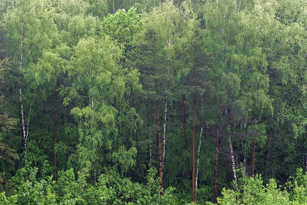 Sisin Içindeki Ormanın Manzarası Yükseklikten Ufuk Sise Karışıyor Karışık Orman — Stok fotoğraf