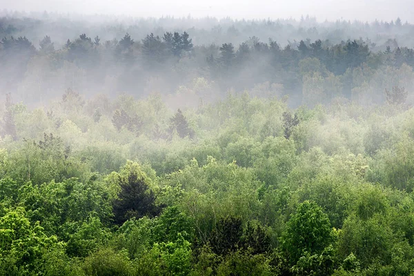 Лесной Склон Горы Низменном Облаке Вечнозелеными Хвойными Деревьями Окутанными Туманом — стоковое фото