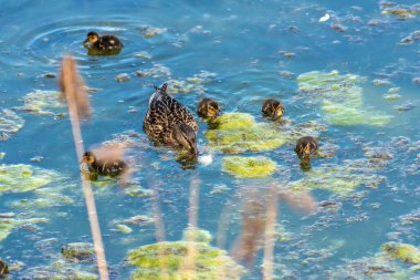 Ördek yavrusuyla anne ördek, baharda gölette. Bir ördek ve beş ördek yavrusu. Ördekler yiyecek aramak için yüzerler. Su yosunundaki gölet..