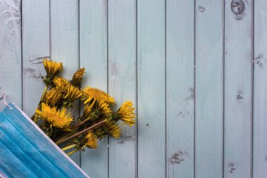 Ahşap bir arka planda tıbbi maske ve karahindiba. Virüs salgını ve bahar teması. Gökyüzü renginde ahşap bir masada sarı karahindibalar..