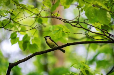 Tit bird on a branch close up. Lives throughout Europe, the Middle East, Central and North Asia, in some parts of North Africa.