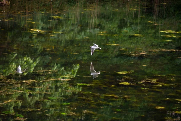 Vol Une Mouette Dessus Lac Dans Parc Mouette Tête Noire — Photo
