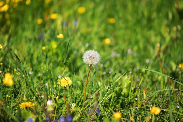 Hvit Løvetann Åkeren Blomst Grønn Utydelig Bakgrunn Vårmarksblomst Gress Plenen – stockfoto